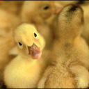 duckiesgopeep avatar