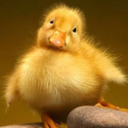 ducklingcentral avatar