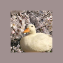 duckycherry avatar