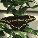 dulcet-dingus avatar