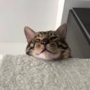 dumbcat avatar