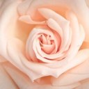 dumbtrancegirl avatar