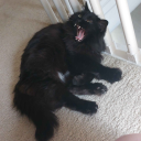 dummwhitegirl avatar