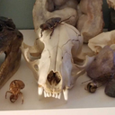 dunebuggybones avatar