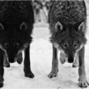 duo-wolf-blog avatar