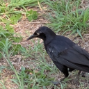 dust-from-space avatar