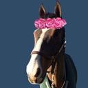 dutch-warmblood-blog avatar