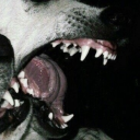 dykeyloser3000 avatar