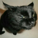 dysfunctionalnerd avatar