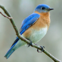 eastern-bluebirds avatar