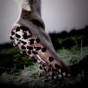 eatcleanrundirty avatar