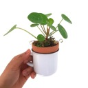 echayveria avatar