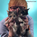 edsheerans-weave avatar