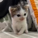 edwardscissorfeet avatar