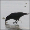 effyeahcorvids-blog avatar