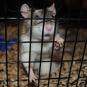 effyeahrats-blog-blog avatar