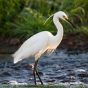 egret-theme avatar