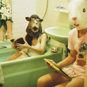 elcirculopolarartico avatar