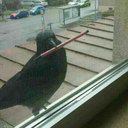 eldritch-in-my-serenity avatar