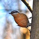 eleanornaturephotos avatar