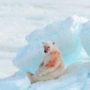 electric-fiish avatar