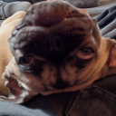 electronicintrovert avatar