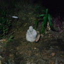 elegantlyinsane avatar