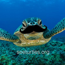 eliseisaturtle avatar