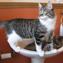 elizabeth-twist avatar