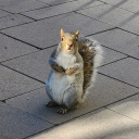 ellesjournalexcerpts avatar