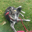 ellielovescatz avatar