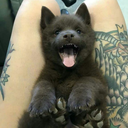 elys-flannery avatar