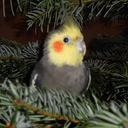 emifishwaffle avatar