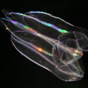 empanadasssconsal avatar