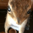 ena341polaris avatar