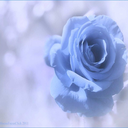 enamoredbyliterature avatar