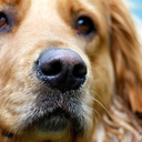 endingsexualassaultstl avatar