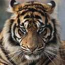 endllless-thoughts avatar