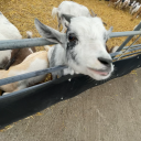 english-chips avatar