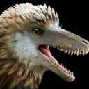 enigmosaurid avatar