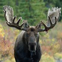 enormous-moose avatar