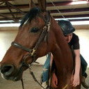 equestrian-twist16-blog avatar