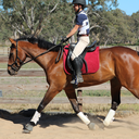 equestriandownunder avatar