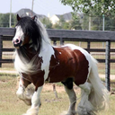 equestrianlove avatar