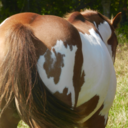 equestrianperspective avatar