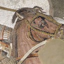 equines-in-antiquity avatar