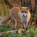 equinox--fox avatar