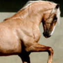 equusmagnus avatar