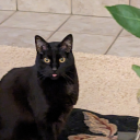 erelierraceala avatar