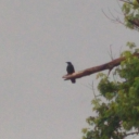 escapingrealms avatar